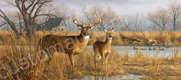 Hautman Deer River Rear Window Graphic