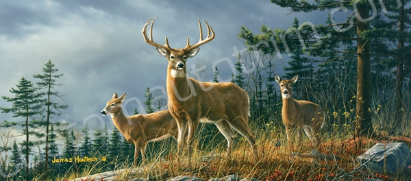 Hautman Autumn Whitetail Deer Trio Rear Window Graphic