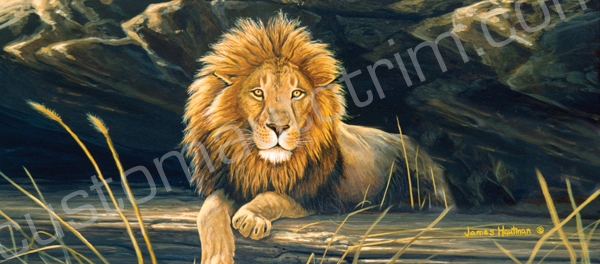 Hautman African Lion Rear Window Graphic