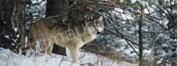 Snowy Wolf Rear Window Graphic