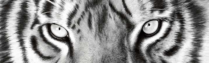 tiger eyes black and white