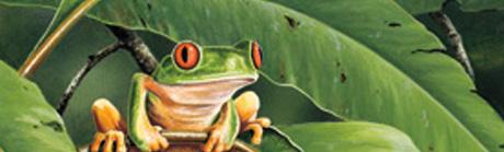 Red Eyed Frog Rear Window Graphic