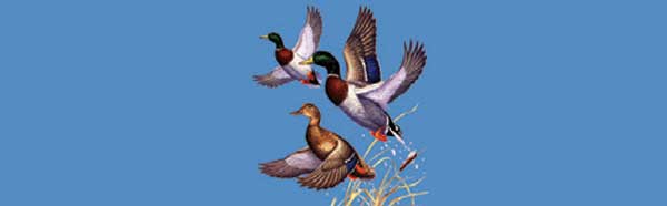 MALLARD DUCKS Rear Window Graphic