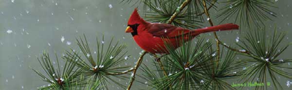 CARDINAL IN WINTER Rear Window Graphic