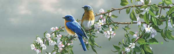 BLUEBIRDS Rear Window Graphic