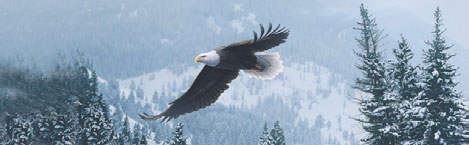 EAGLE IN WINTER FLIGHT Rear Window Graphic