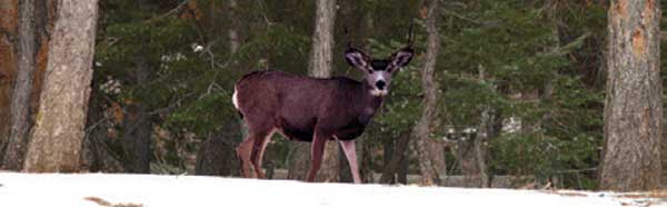 WINTER BUCK BIG GAME Rear Window Graphic