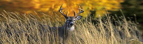 AUTUMN BUCK BIG GAME Rear Window Graphic