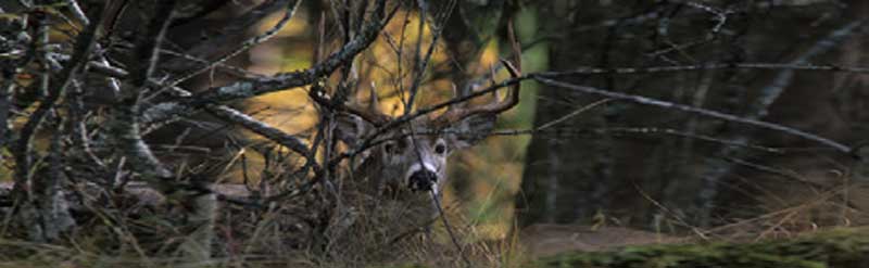 DEER IN HIDING Rear Window Graphic