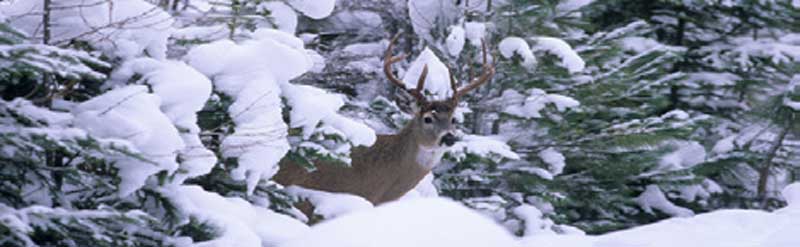 Deer Rear Window Graphics RWG1871