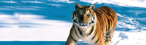 TIGER IN SNOW Rear Window Graphic