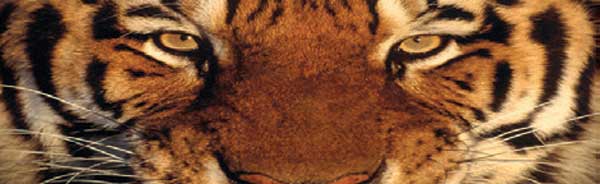 CLOSEUP TIGER FACE Rear Window Graphic