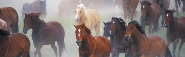 Horses Rear Window Graphics RWG1889