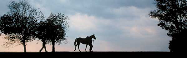 HORSE SILHOUETTE HORIZON Rear Window Graphic