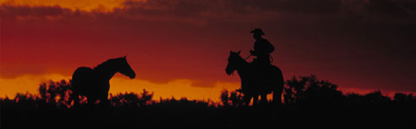 HORSES AT TWILIGHT Rear Window Graphic