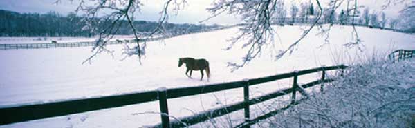 WINTER GRAZE HORSES Rear Window Graphic