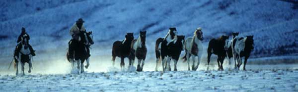 HORSES WINTER ROUNDUP Rear Window Graphic