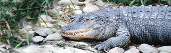 WAITING ALLIGATOR Rear Window Graphic