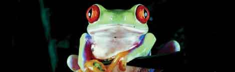 RED EYED FROG Rear Window Graphic