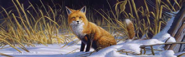 Fox & Coyote Rear Window Graphics RWG1901
