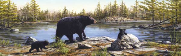 BLACK BEARS BY LAKE Rear Window Graphic