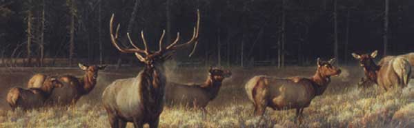 Deer Rear Window Graphics RWG1914