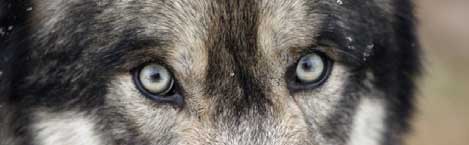 WOLF EYES Rear Window Graphic