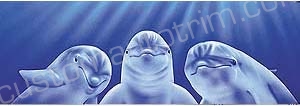 Dolphin Rear Window Graphic